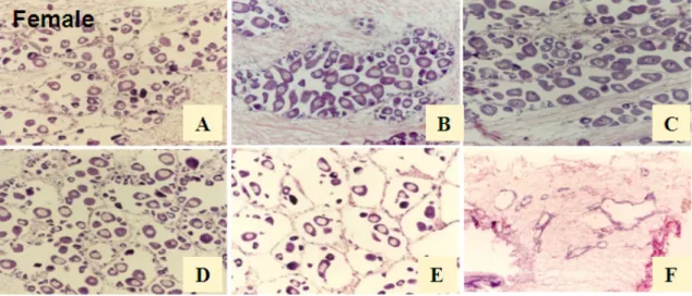 Fig. 2. A. Early active stage, B. Late active stage, C. Ripe stage, D&amp;E. Spawned stage, F