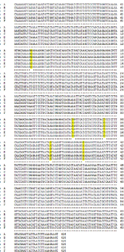 Fig. 2. DNA sequence alignment for a partial region of the mitochondrial CO1 gene in 6  haplotypes isolated from the Octopus minor