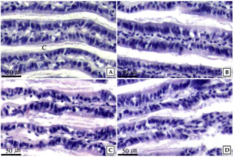 Fig. 8. Histological change of the gill of abalone, H. discus hannai early young  shell exposed to water soluble fraction of crude oil (water temperature: 1 7℃)