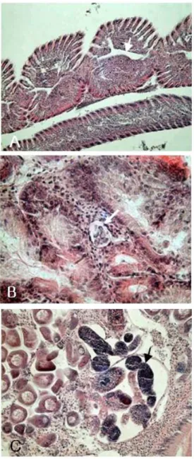 Fig. 7. Histopathological observation of  pathogens in R. phlilippinarum tissues. 