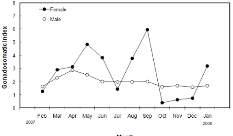 Fig. 2. Monthly changes of gonadosomatic index for common octopus,  Octopus vulgaris in the South Sea of Korea