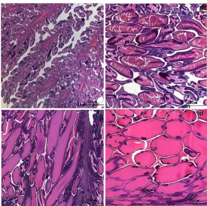 Fig. 3. Developmental stages of common octopus egg in the ovary.