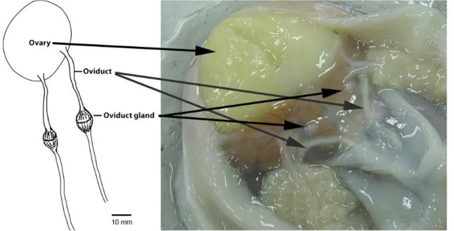 Fig.  2.  Reproductive organs of the female common octopus, Octopus vulgaris. 성비를  구하고,  암수  성비의  차이를  χ2  