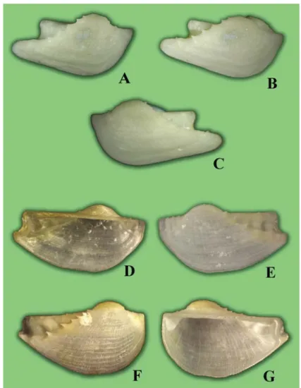 Fig. 1. A-C.  Arca  (Arca)  koumaci Lutaenko et Maestrati n. sp. Holotype. 