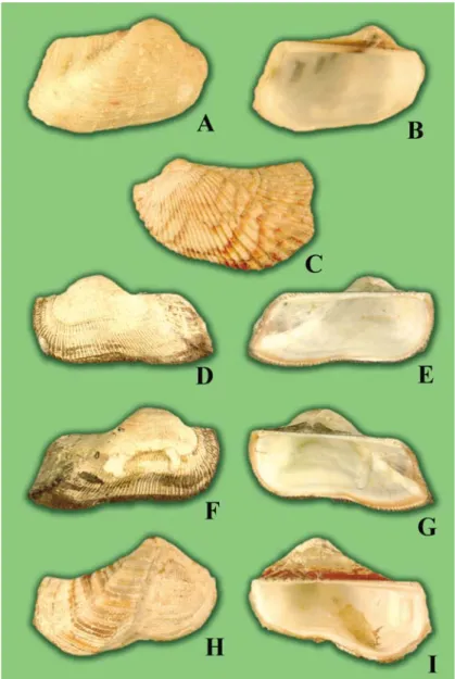Fig. 4. A, B. Arca (Arca) avellana Lamarck, 1819. Indo-China. External (A)  and internal (B) views of the same valve