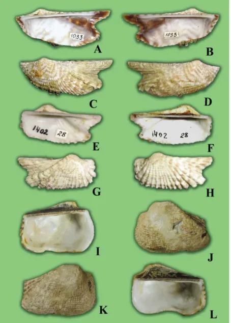 Fig. 6.  A-D.  Arca  (Arca)  zebra (Swainson, 1833). USA, Florida, Key Largo,  depth 30 m