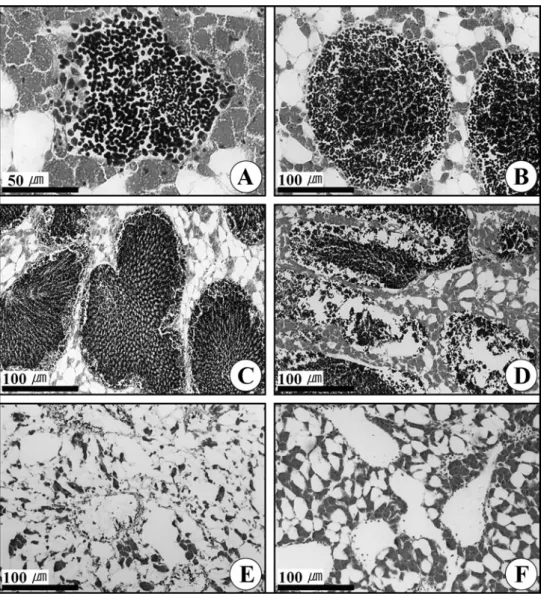 Fig. 4. Photomicrographs of the gonadal phases of in male Mytilus coruscus. A, Section of the  acinus in the early active stage; B, Section of acini in the late active stage; C, Section of  the acini in the ripe stage; D, Section of the acini in the partia