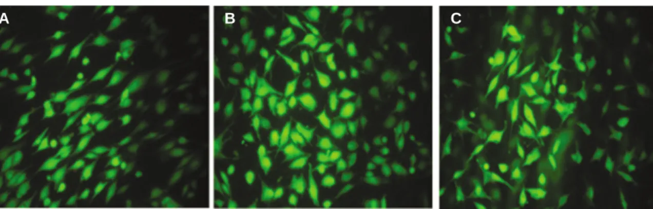 Fig. 5. Live/dead assay for machined group, SLA group and SLA/NaOH group against osteoblasts (MG-63 cells).