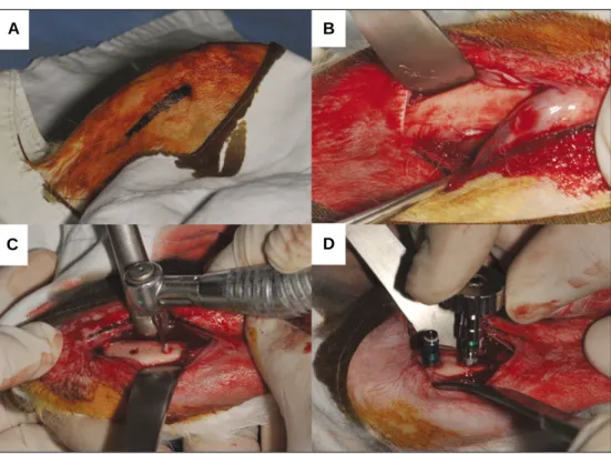 Fig. 1. Procedures of surgery in rabbit tibia. A: marking the incision area, B: exposure of tibia, C: marking the insertion portion, D: implant insertion.