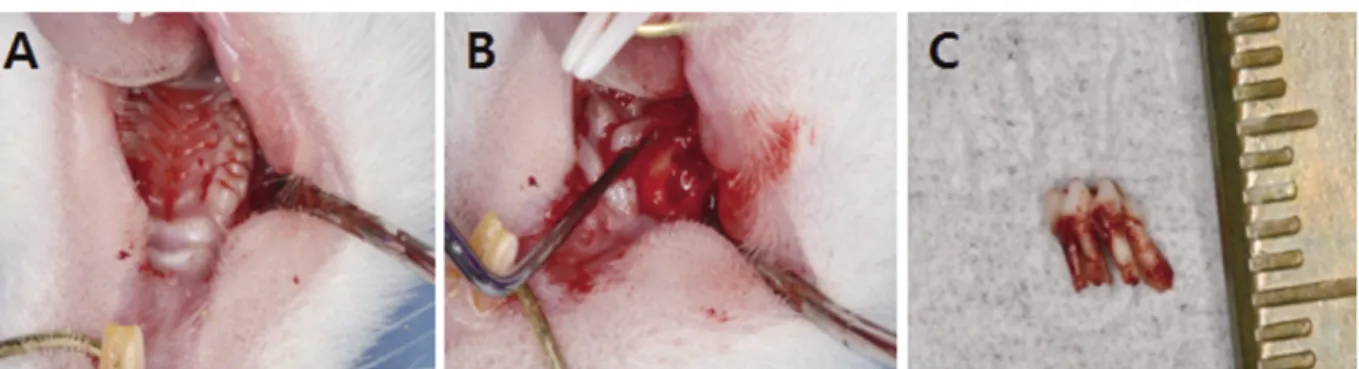 Fig. 2. A: Interested area of extraction socket (H&amp;E stain ×12.5), B: Border of mesial root (H&amp;E stain