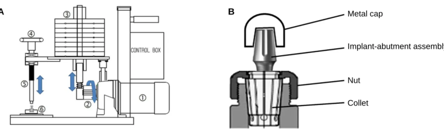 Fig. 1. Custom-made cyclic loading apparatus. A: Cyclic loading machine,  ① : motor,  ② : cam,  ③ : weight,  ④ : height adjusting screw  ⑤ : impact rod,  ⑥ : implant holder, B: Implant-abutment assembly was clamped into implant holder (collet and nut).