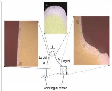 Fig. 4. Captured figures after sectioning with bucco-lingual direction using