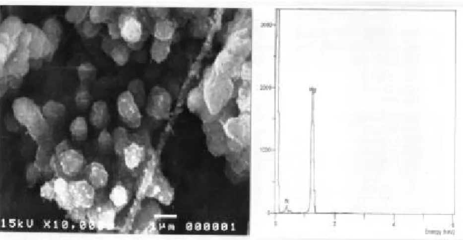 Fig . 6 SEM microgr aph and EDS an aly sis of M g 3 N 2 .