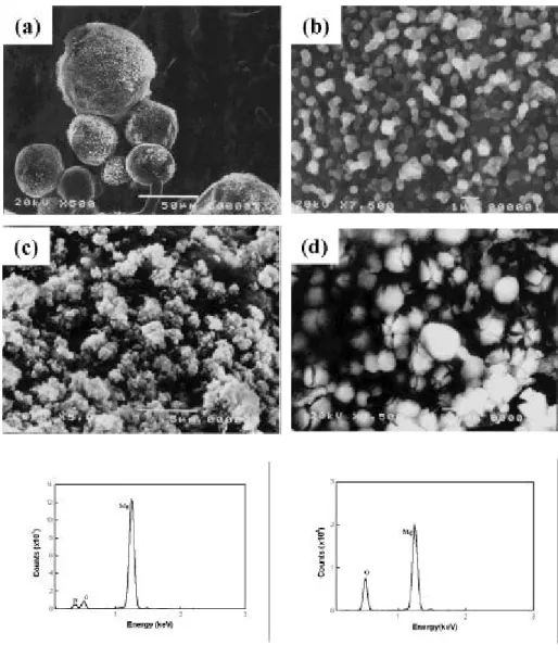 Fig . 7 SEM micr ogr aph s and EDS show ing r eaction pr oduct , M gO.