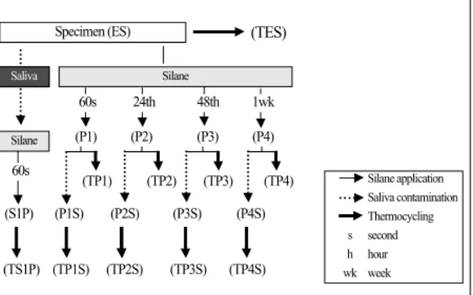 Fig. 2. Schematic diagram of the specimens with different surface treat- treat-ment. Specimen; Sandblasting + Hydrofluoric acid etching