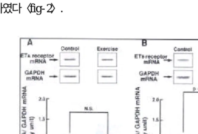 Fig- 2. Expression of ET - A (A) and ET - B (B) receptor mRNA in lung and heart of exercised(n=8) and control rats(n=7)