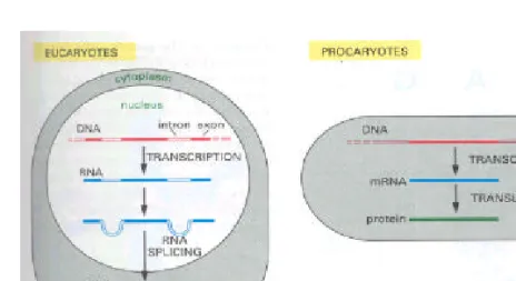 Fig- 6 . The transfer of information from DNA to protein. The transfer proceeds by means of an RNA intermediate called messenger RNA(mRNA)
