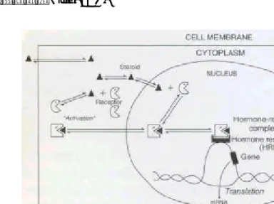 Fig - 10 . T ne diagram illustrates the mechanism of action for steroid hormones (Binkley,1995)