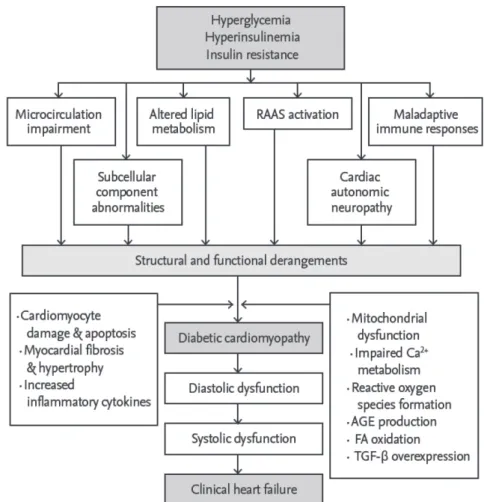 Fig. 1. Pathophysiological mechanisms of diabetes mellitus and heart failure. Adapted from the article of Lee and  Kim