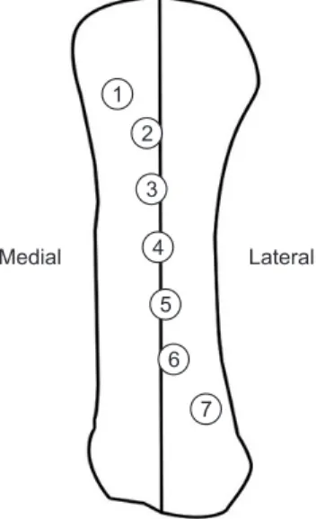 Figure 2. Position of medial sesamoid was divided into 7 groups. Data from  the article of Bluth et al