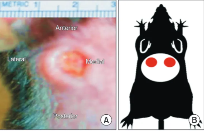 Figure 1. Schematic diagram describing wound formation in diabetic rat. 