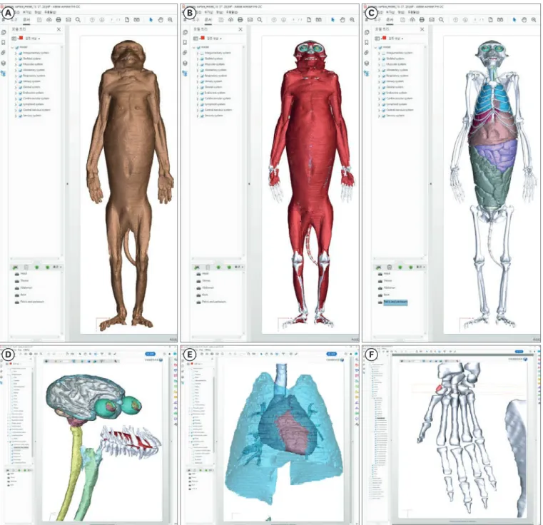 Fig. 2. Surface models of a rhesus monkey in Adobe Reader. The surface models of (A) the skin, (B) muscle, and (C) bones and organs are able to be displayed