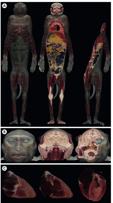Fig. 3. Volume models of a rhesus monkey on MRIcroGL. The volume models of (A) the whole body, (B) head, and  (C) heart can be dissected at any angle (from left to right), similar to the dissection of a real cadaver.