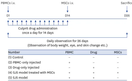 Fig. 1. Summary of the experimental design and schedules. A lamotrigine-induced SJS mouse model was  constructed using PBMCs from one patient and the culprit drug, lamotrigine