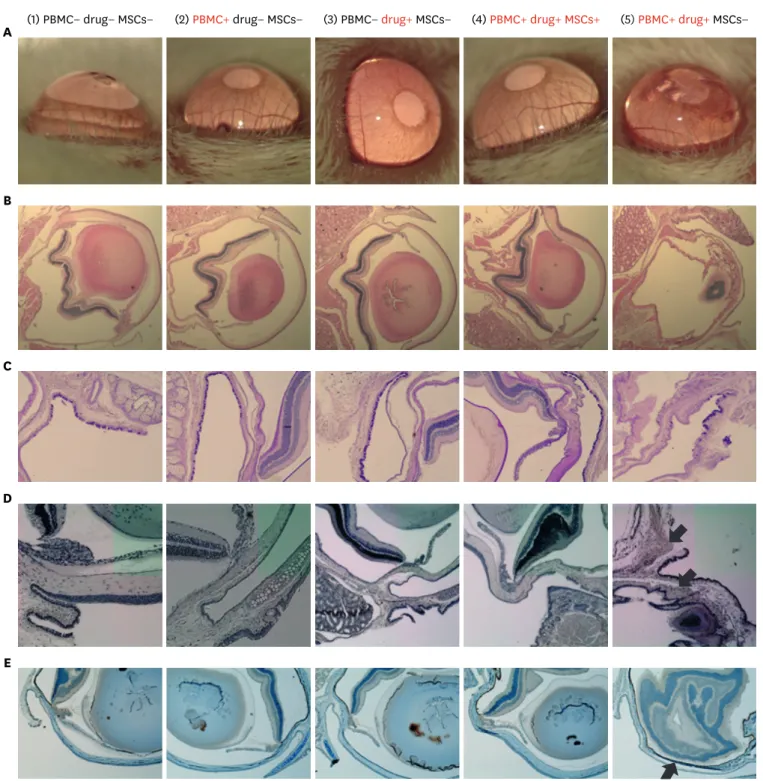 Fig. 2. MSCs reduce mucosal damage in a lamotrigine-induced SJS/TEN mouse model. (A) Ocular findings were obtained using an operating microscope