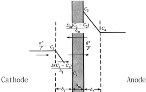 Fig. 3. Model concentration profile at the membrane-solution interface cation exchange membrane.