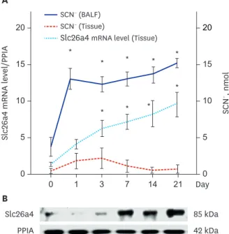 Fig. 2. Temporal changes in Slc26a4 (pendrin) and SCN −  levels in mice exposed to O 3  (2 ppm for 3 hr/day)