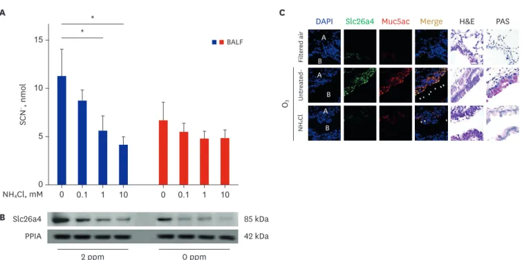 Fig. 4. Localization of Slc26a4 and temporal changes in Slc26a4 and SCN −  levels in O 3 -exposed mice, and the inhibitory effects of NH 4 Cl