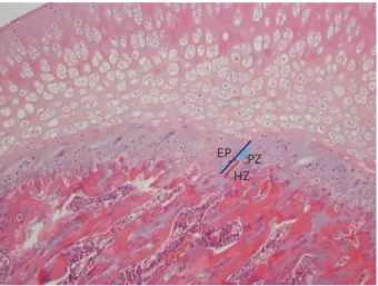 Fig. 1. Thickness measurement of the EP including the PZ and HZ of tibia in a rat (×100, H&amp;E staining)