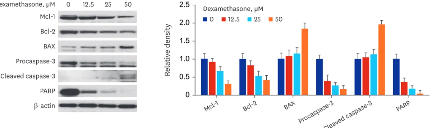 Fig. 7. The expression of apoptosis-related proteins in nasal epithelial RPMI 2650 cells