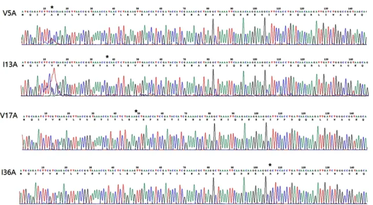 Figure S1. DNA sequence of V5A, I13A, V17A and I36A. Mutated residue is designated as asterisk.