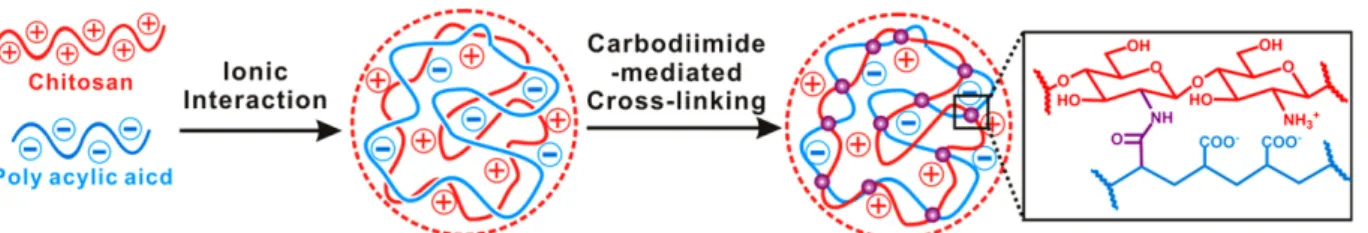 Figure 4. (A) FT-IR spectra of chitosan-PAA polyplex particle before (black line) and after the hydrogel formation via EDC–