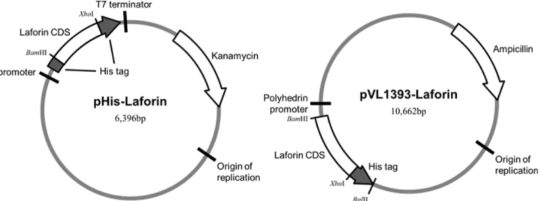Figure 1. Construction of human Laforin cDNA cloned into the expression vector pHis and pVL1393