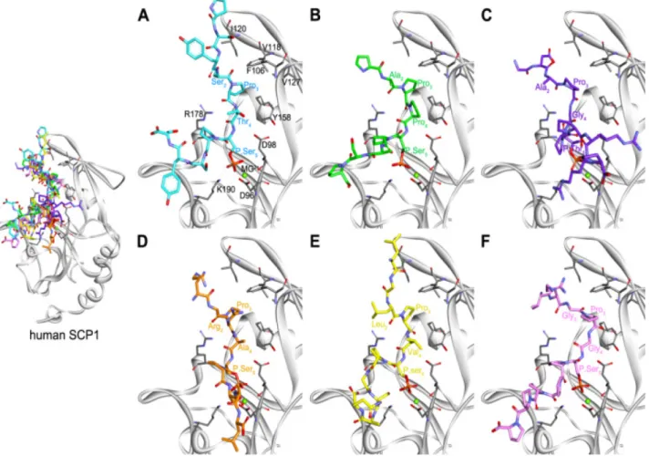 Figure 2. The putative binding conformations of the six phosphopeptides at the active site of CTDSP1 (SCP1)