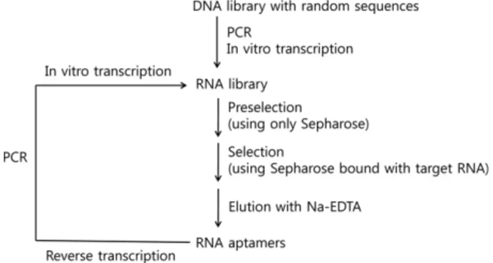 Figure 2. Outline of the experimental strategy for affinity chro- chro-matography selection