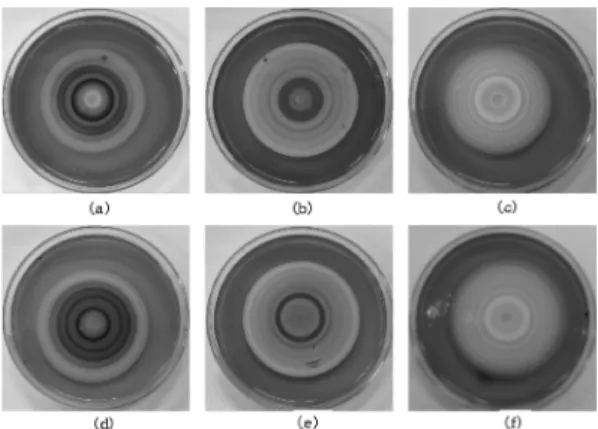 Table 2 compares radii when 0.01 M or 0.02 MFig. 2. Formation of Liesegang rings with changing the