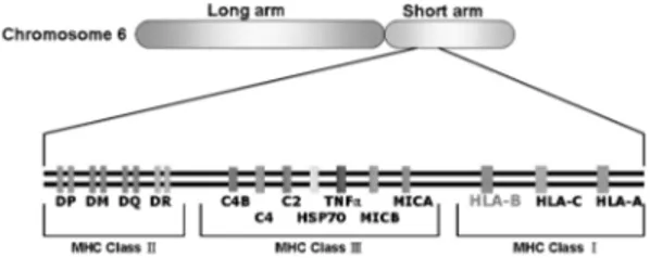 Fig. 1. The genes of the MHC (major histocompatibility complex) locus.