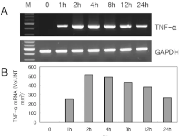 Fig. 4. The effect of nicotine (1 µg/ml) on TNF-α mRNA expression in primary cultured human fetal astrocytes.