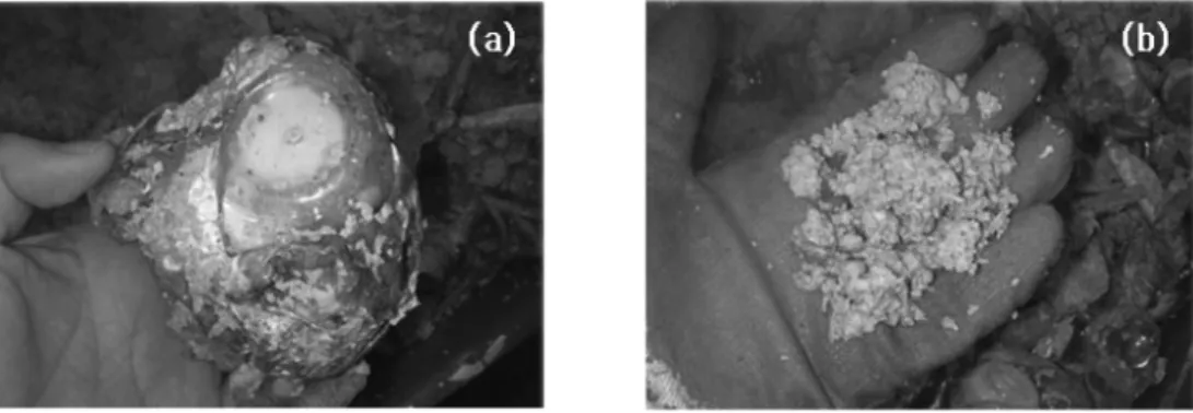 Fig. 8. Effect of operation time on desizing.