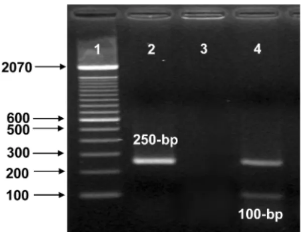 Fig . 1. Layout and dimensions of the single-channel glass microchip used for the fast separation of GM-soybean PCR product