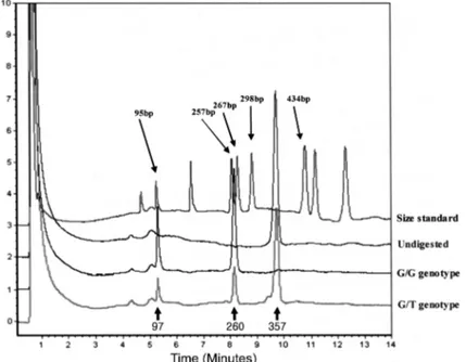 Fig . 2. Chromatogram of RFLP analysis of the G to T transversion located at the 62nd base of intron 3 in the MK gene.