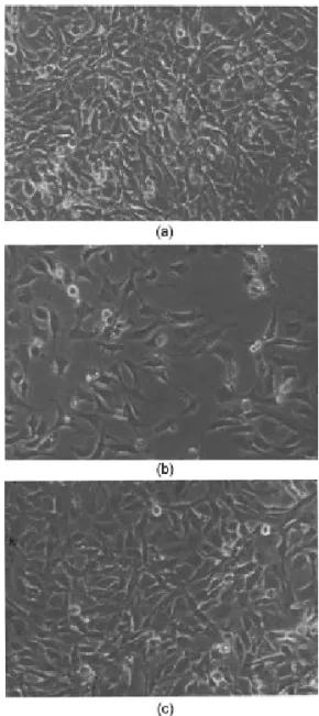 Table 1. The cytotoxicity of quercitrin by MTT assay against NIH 3T3 fibroblasts cell lines
