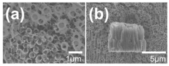 Fig. 2. (a)-(d) Top SEM images of TiO 2  nanotubes formed by anodization of Ti metal in 0.2 M HF / 13 vol.% H 2 O containing ethylene glycol electrolyte at 240 V at substrate temperature of (a) room temperature, (b) 35 o C, (c) 40 o C, and (d) 45 o C