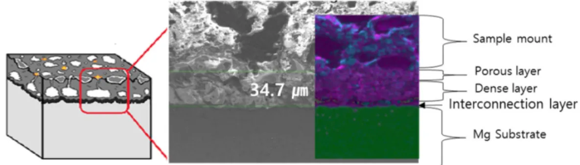 Figure 3 shows the three-layer structure oxide film of plasma anodizing. The porous structure of the outermost layer may be advantageous to additional painting to have excellent coating adhesion