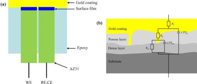 Fig. 11. (a) Schematic of experimental design for the measurement of a.c. impedance of surface films formed spontaneously on AZ31 Mg alloy and (b) simplified sketch of the structure of surface films formed in DI water and NaOH solution and an equivalent ci