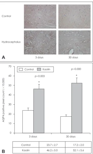 FIGURE 4. (A) Expression of aquaporin (AQP) 4 in the brain pa- pa-renchyma of hydrocephalic and control rats in western blot  anal-ysis of each experimental animal and (B) changes according to  time interval after intracisternal kaolin injection